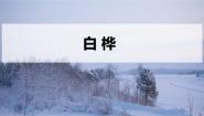 语文人教部编版白桦教课内容课件ppt