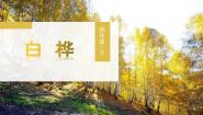 人教部编版四年级下册白桦背景图ppt课件