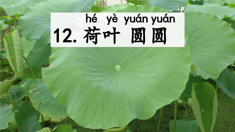 荷叶圆圆 课件第2页