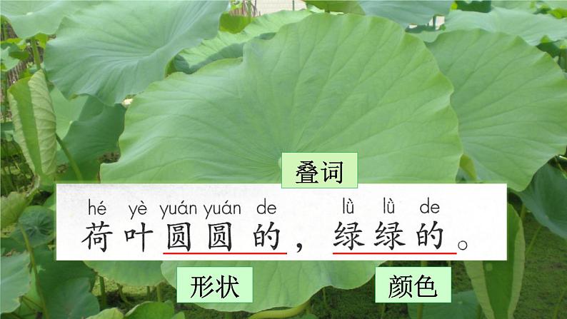 荷叶圆圆 课件第3页