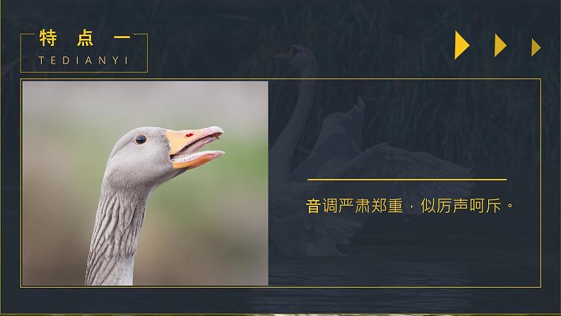 白鹅 第二课时 课件04