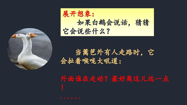 白鹅 第二课时 课件08