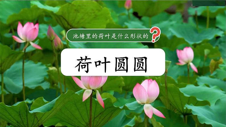 荷叶圆圆 课件第2页