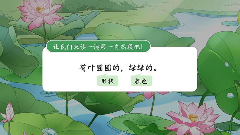 荷叶圆圆 课件第3页