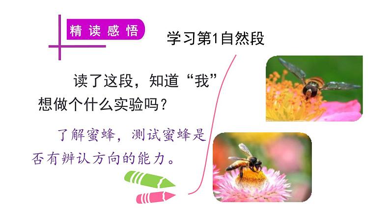 蜜蜂PPT课件108