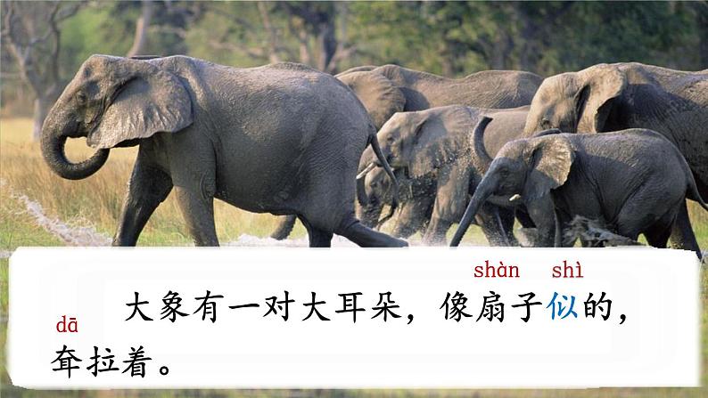 统编版语文二年级下册19《大象的耳朵》课件第7页