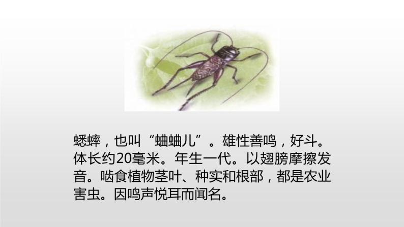 表里的生物PPT课件305