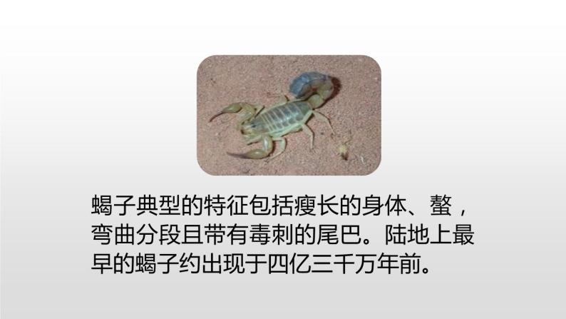 表里的生物PPT课件307