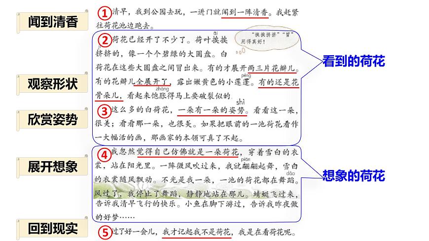 第3課《荷花》第二課時(shí)（教學(xué)課件）-2023-2024學(xué)年三年級語文下冊同步精品課堂系列（統(tǒng)編版）第4頁