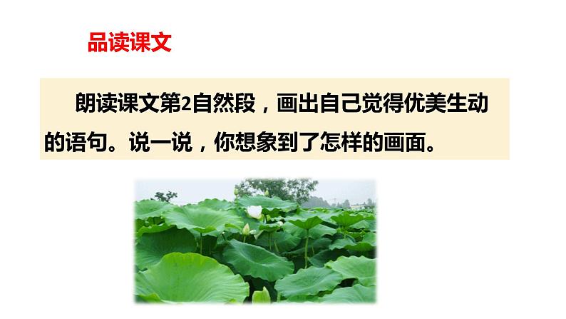 第3课《荷花》第二课时(教学课件)-2023-2024学年三年级语文下册同步精品课堂系列(统编版)第5页