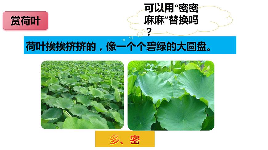 第3課《荷花》第二課時(shí)（教學(xué)課件）-2023-2024學(xué)年三年級語文下冊同步精品課堂系列（統(tǒng)編版）第7頁
