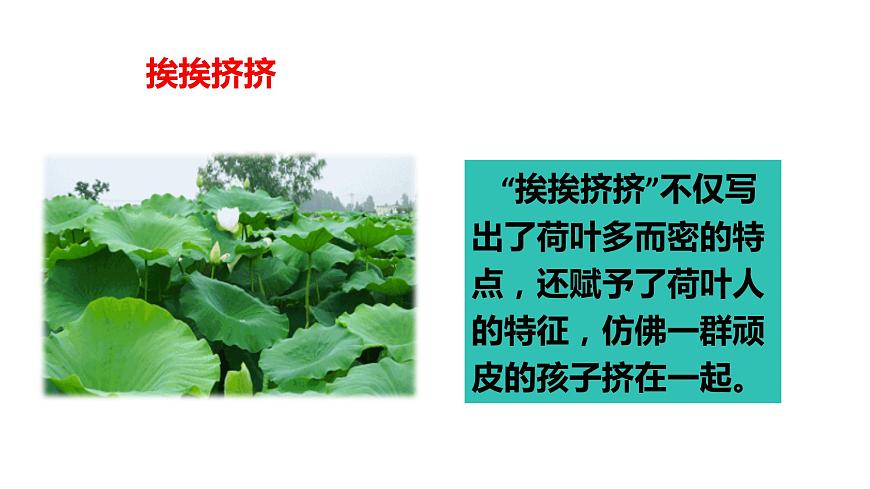 第3課《荷花》第二課時(shí)（教學(xué)課件）-2023-2024學(xué)年三年級語文下冊同步精品課堂系列（統(tǒng)編版）第8頁
