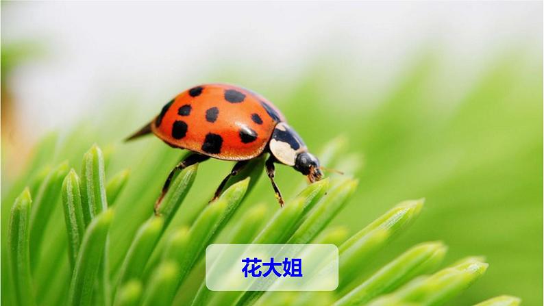 第4课《昆虫备忘录》(教学课件)-2023-2024学年三年级语文下册同步精品课堂系列(统编版)05