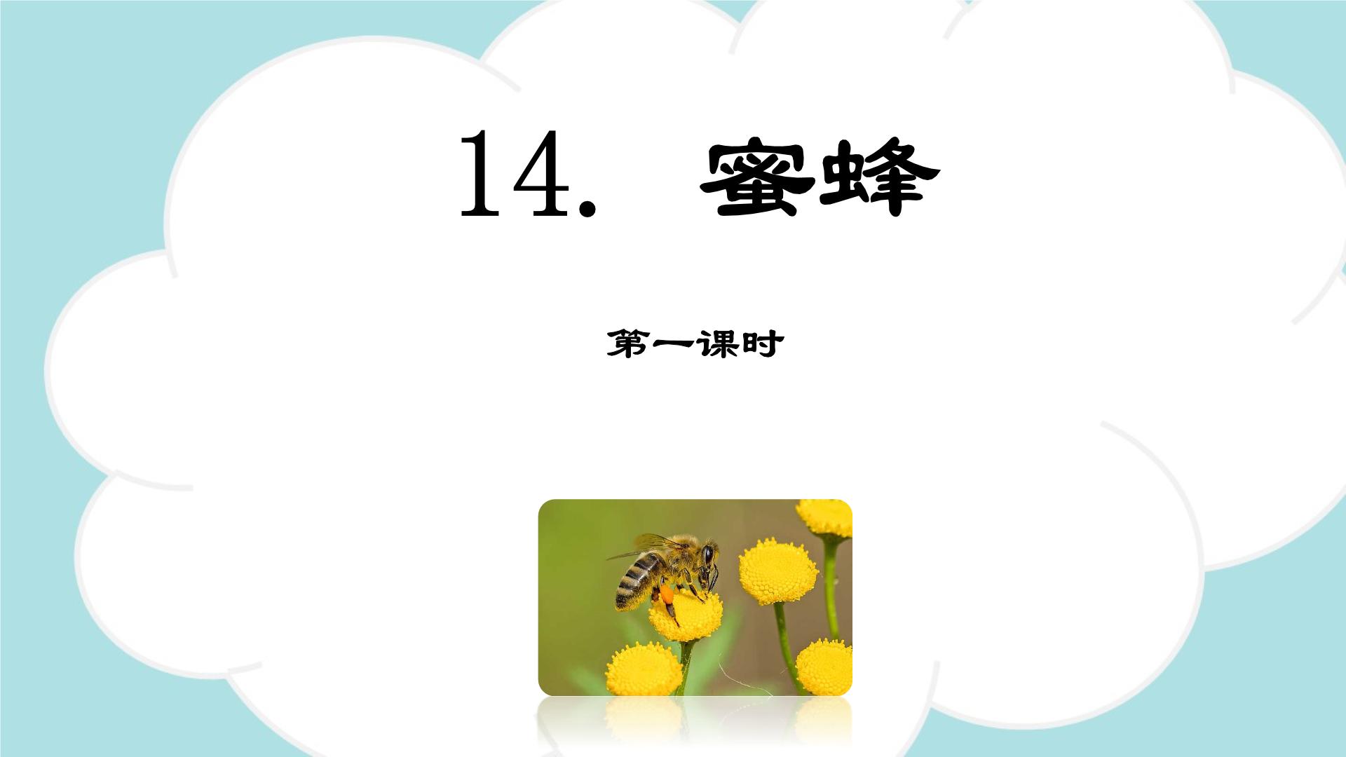小学语文人教部编版 (五四制)三年级下册14 蜜蜂教学课件ppt