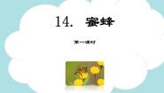 小学语文人教部编版 (五四制)三年级下册14 蜜蜂教学课件ppt