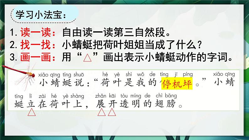 荷叶圆圆 课件第7页