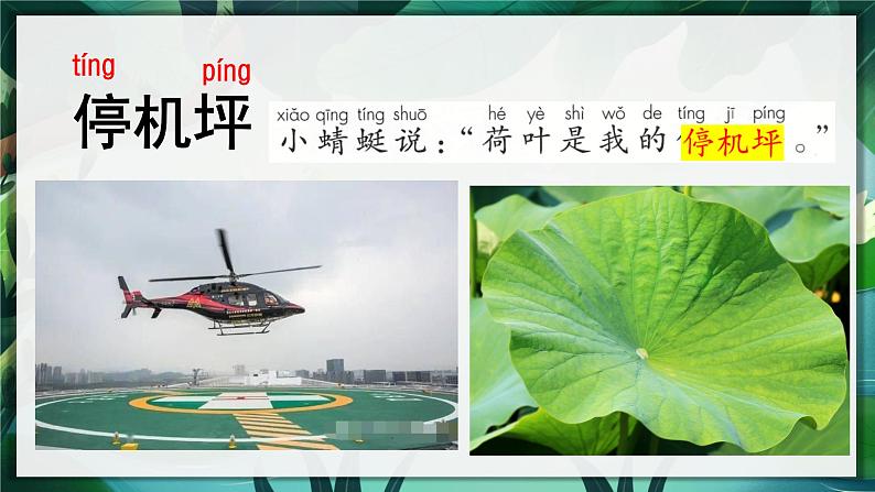 荷叶圆圆 课件第8页