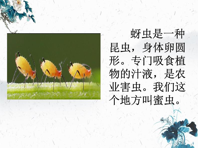 18 棉花姑娘(课件)统编版语文一年级下册5第4页