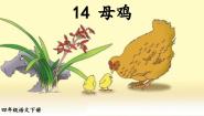小学语文人教部编版四年级下册母鸡教学课件ppt