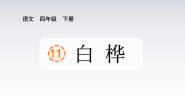 人教部编版四年级下册白桦图文课件ppt