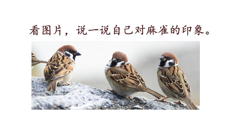 人教部编版小学四年级上册语文第五单元 16 麻雀 第一课时【课件】03