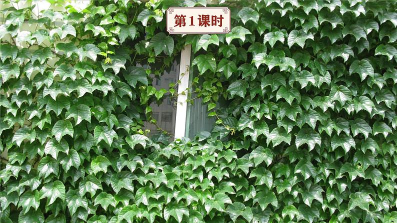 部编版小学语文四年级上册10爬山虎的脚 课件第2页