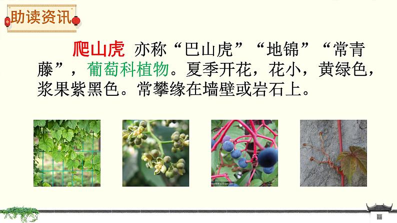 部编版小学语文四年级上册10爬山虎的脚 课件第4页