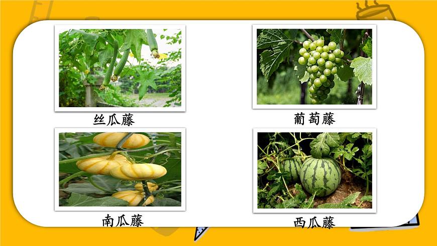 編版版語文二年級上冊 14 我要的是葫蘆 第一課時 教學(xué)課件第4頁