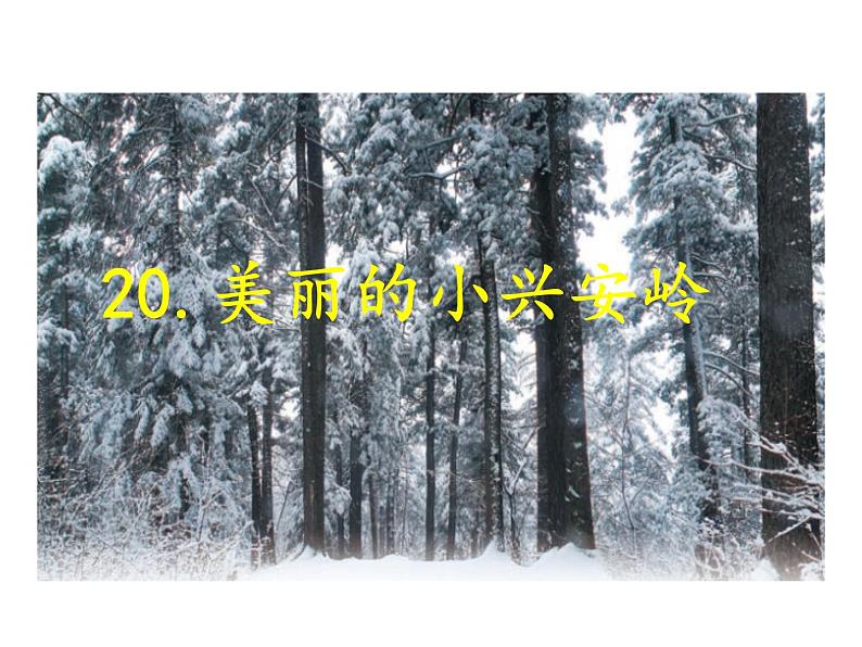 第20课《美丽的小兴安岭》ppt课件(含教案)2024-2025学年统编版语文三年级上册01
