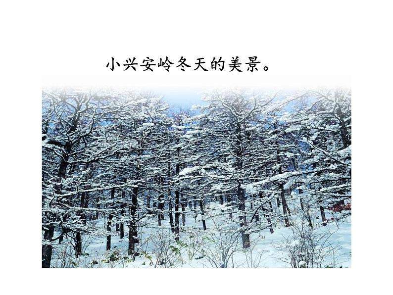 第20课《美丽的小兴安岭》ppt课件(含教案)2024-2025学年统编版语文三年级上册08