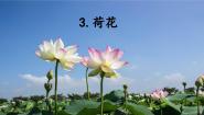 小学语文人教部编版三年级下册荷花课前预习ppt课件