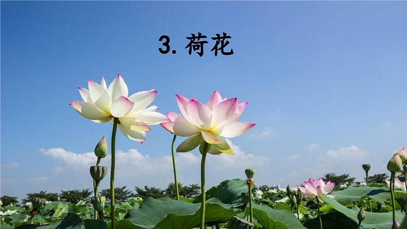 部编版三年级语文下册《荷花》课堂实录+课件+教案+音频01