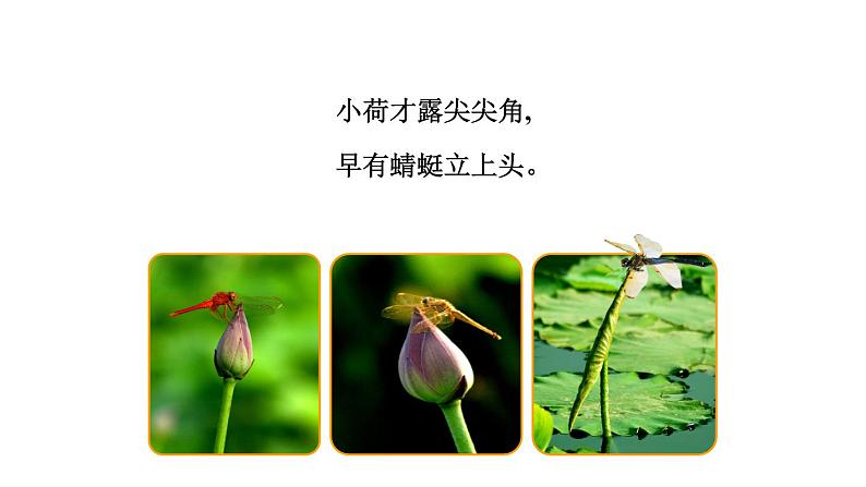 部编版三年级语文下册《荷花》课堂实录+课件+教案+音频02