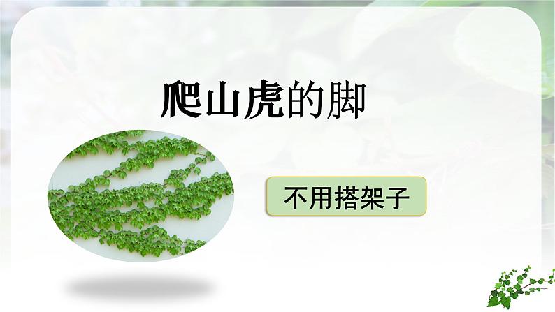 (教学课件)10.《爬山虎的脚》第3页