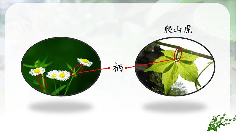 (教学课件)10.《爬山虎的脚》第6页