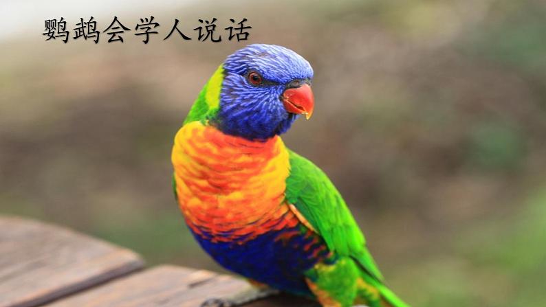 五四制语文二年级上册 第1单元 口语交际:有趣的动物 PPT课件+教案02