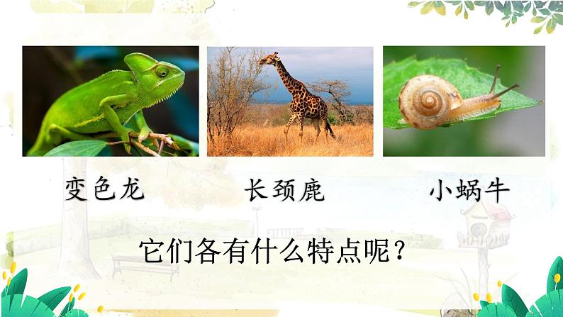 五四制语文二年级上册 第1单元 口语交际:有趣的动物 PPT课件+教案05