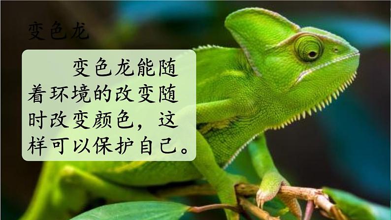 五四制语文二年级上册 第1单元 口语交际:有趣的动物 PPT课件+教案06