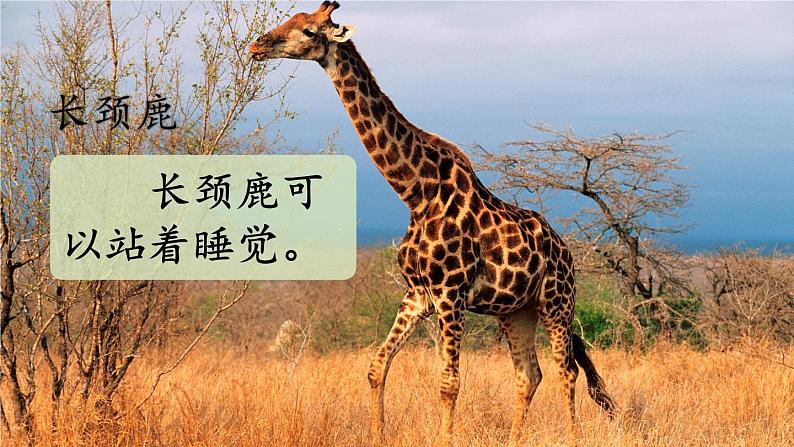 五四制语文二年级上册 第1单元 口语交际:有趣的动物 PPT课件+教案07