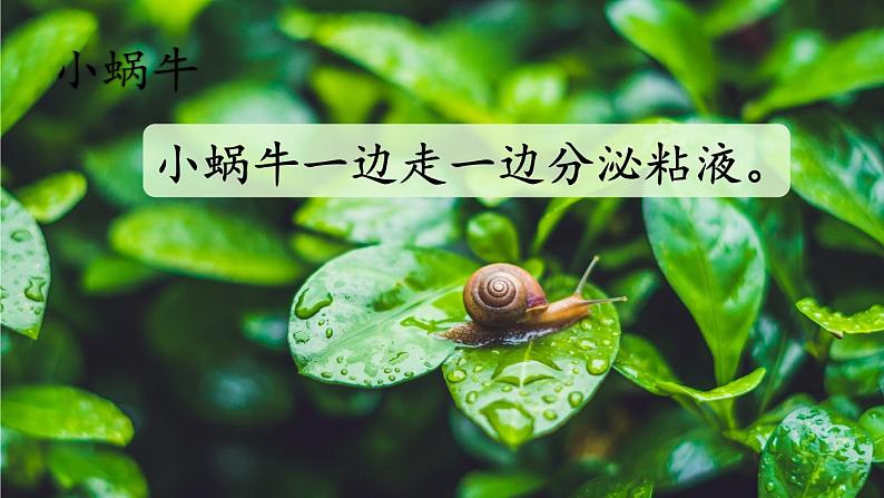 五四制语文二年级上册 第1单元 口语交际:有趣的动物 PPT课件+教案08