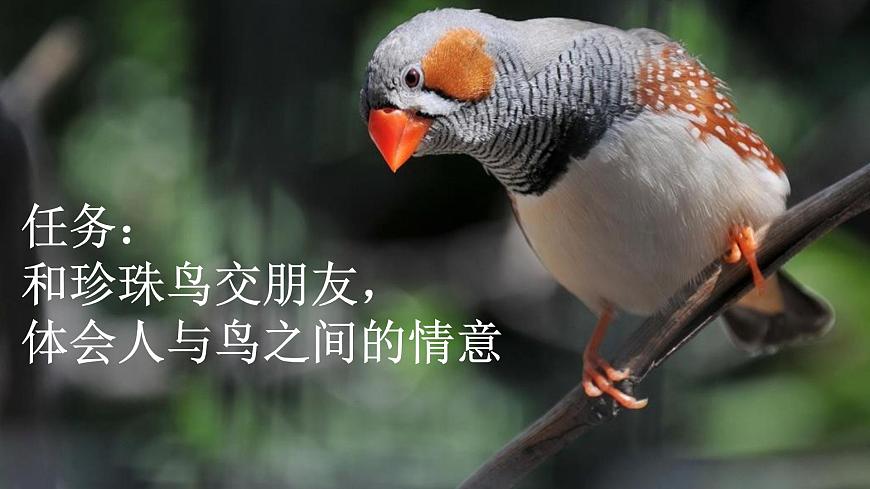 【核心素養(yǎng)】部編版小學(xué)語文五年級上冊 4 珍珠鳥 課件第4頁