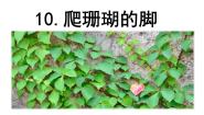 人教部编版四年级上册爬山虎的脚评课ppt课件