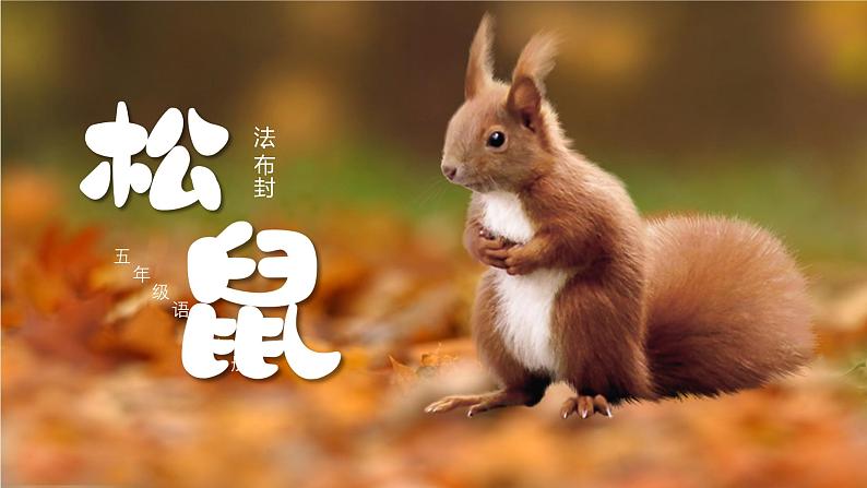 部编版五上语文第五单元第17课《松鼠》(第一课时)(教学课件)5第3页