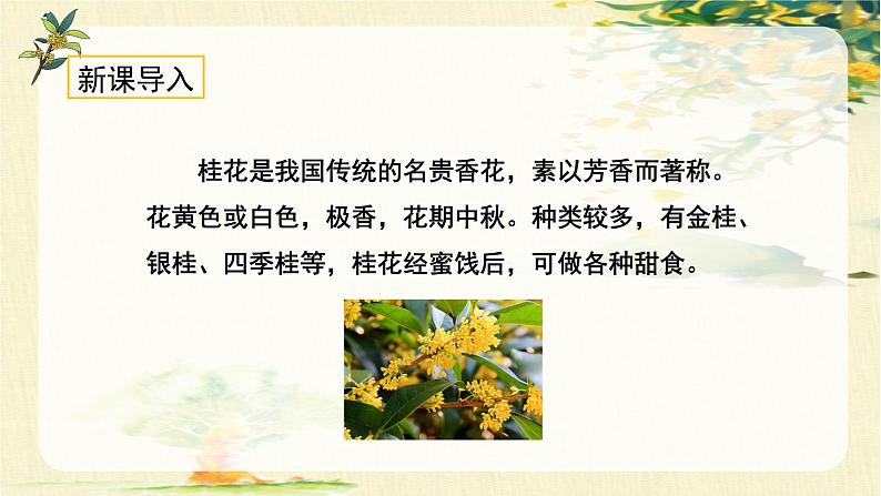 统编版(2024)五年级语文上册3.《桂花雨》教学课件01