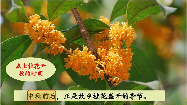 《桂花雨》教学课件(第二课时)第4页