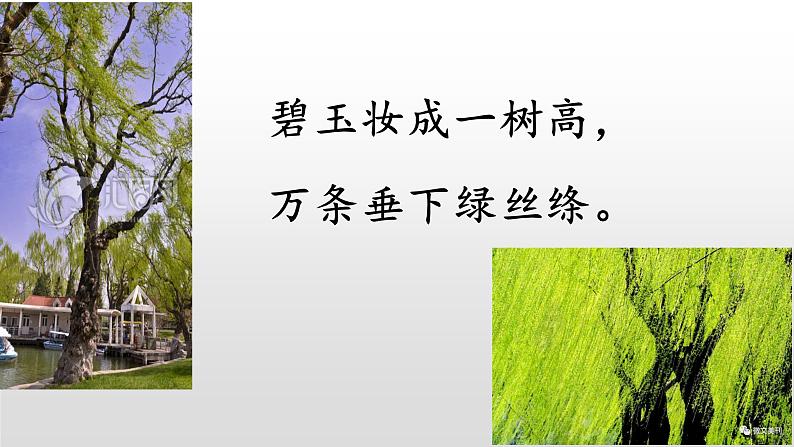 部编版(五四制)语文二年级下册 1 《咏柳》(课件)第4页