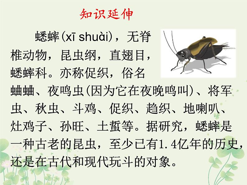 部编版(五四制)语文二年级下册 11 我是一只小虫子(课件)第3页