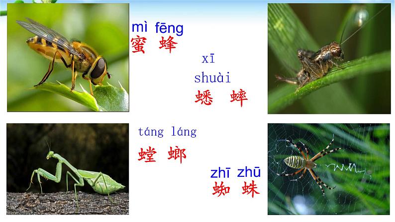 部编版(五四制)语文二年级下册 11 我是一只小虫子(1)(课件)第2页