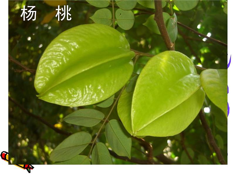 部编版(五四制)语文二年级下册 13 画杨桃课件(课件)01