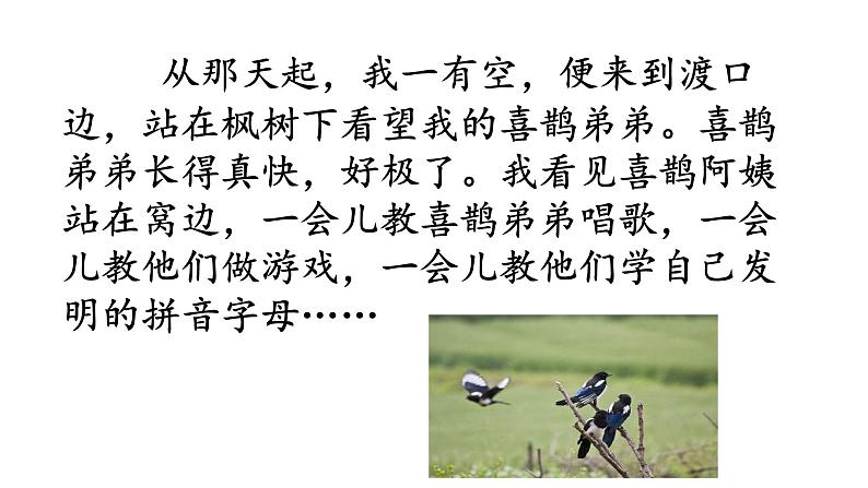 部编版(五四制)语文二年级下册 9 枫树上的喜鹊(4)(课件)04